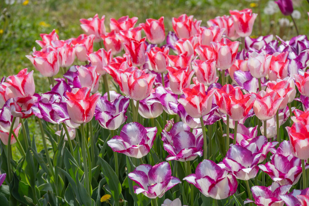 Levity Tulip Blend of striped tulips