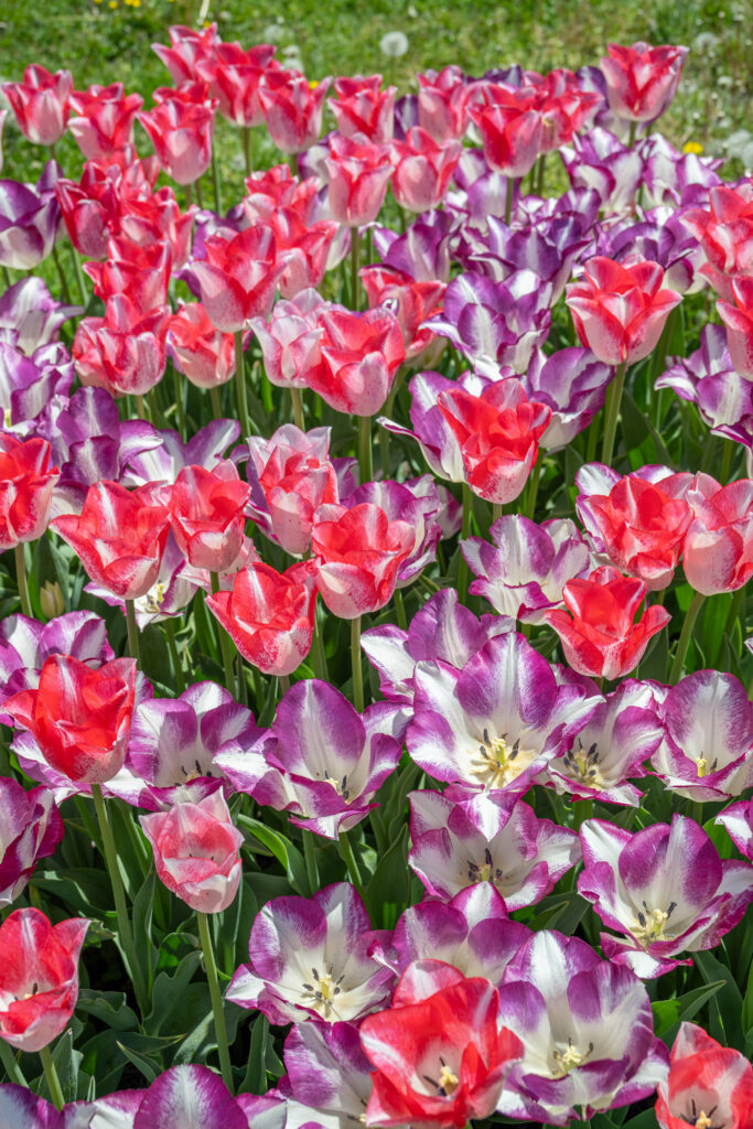 Levity Tulip Blend of white tulips striped with red or purple