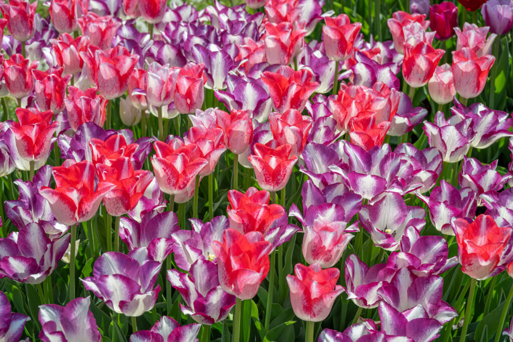 Levity Tulip Blend growing in a thick cluster