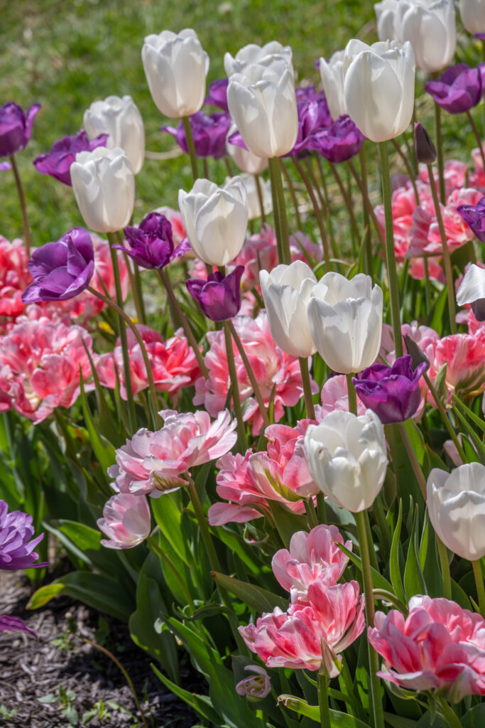 Silver Lining Tulip Blend in bright sunlight