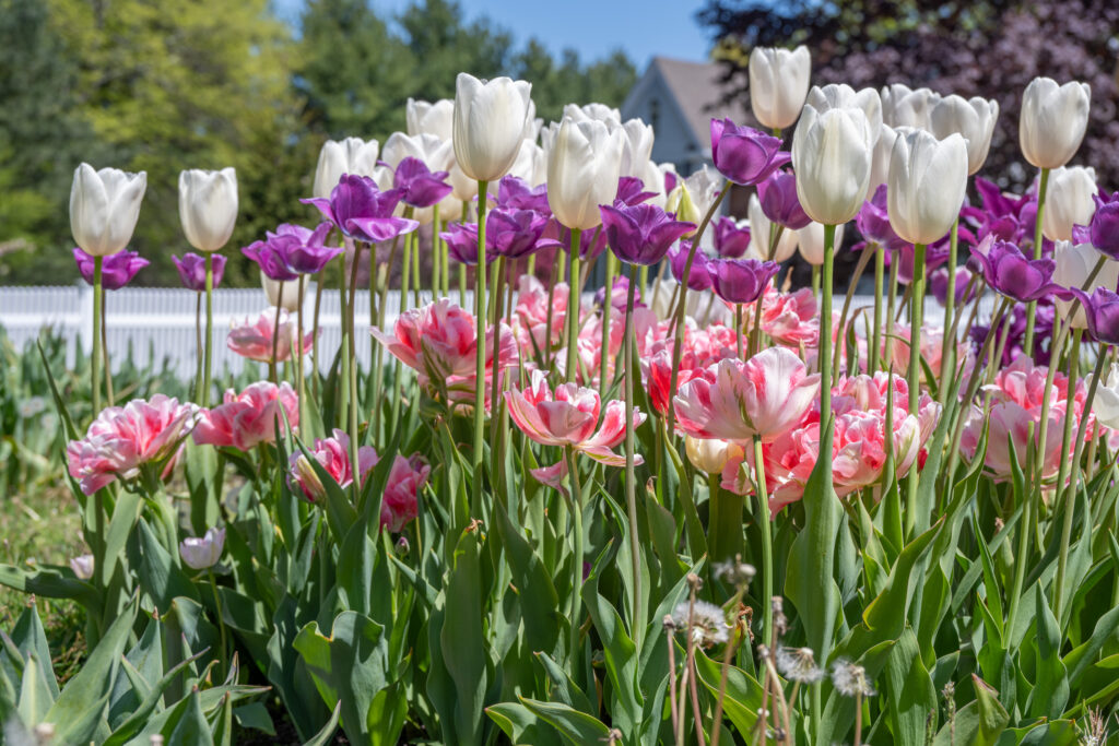 Silver Lining Tulip Blend with a white fence in the distant background