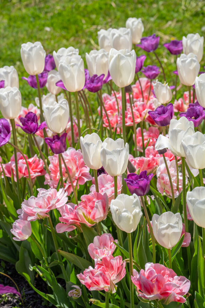 Silver Lining Tulip Blend planted closely together
