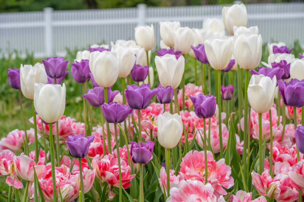 Silver Lining Tulip Blend in soft sunlight