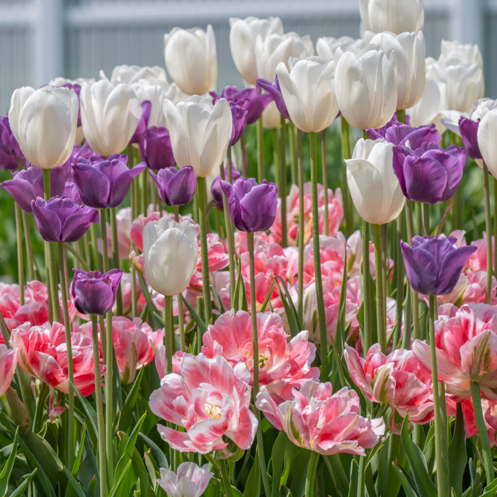 Silver Lining Tulip Blend cropped in a square