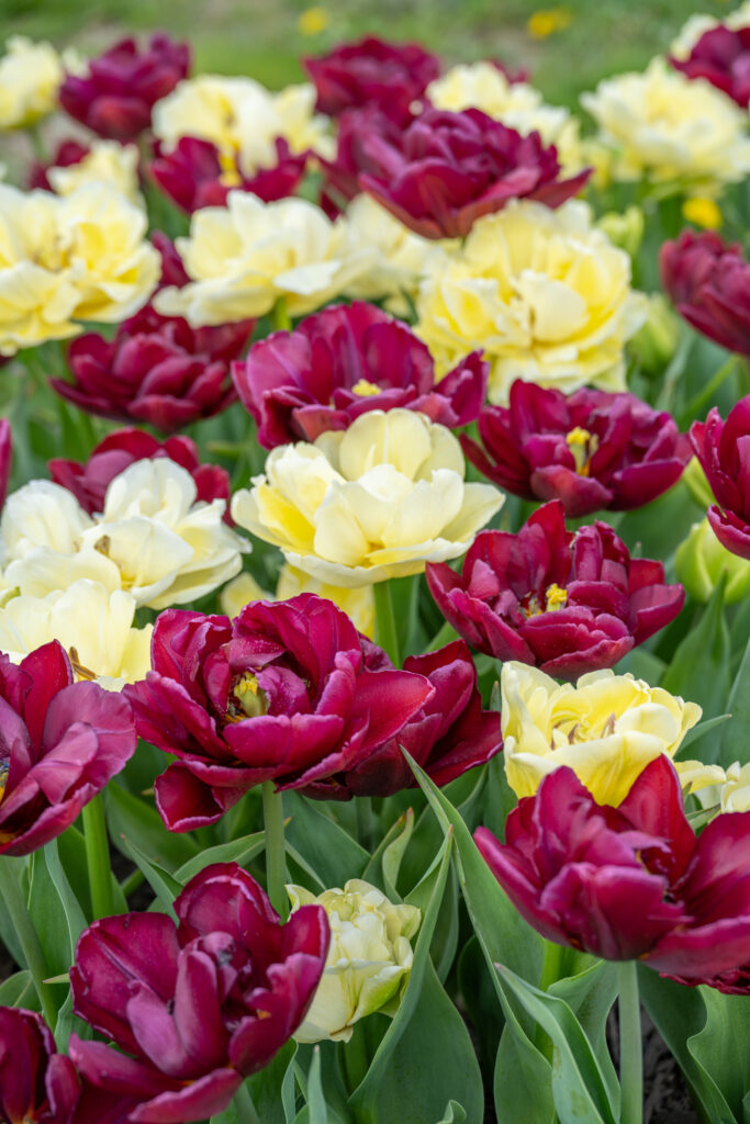 Pax et Amor Tulip Blend in soft sunlight