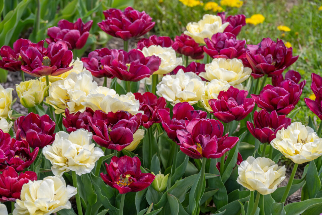 Pax et Amor Tulip Blend planted closely together