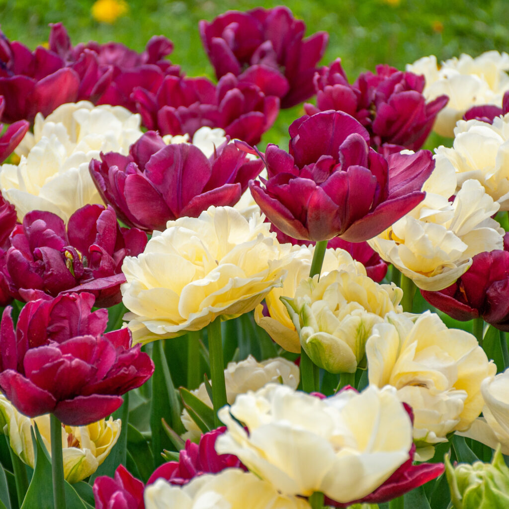 Pax et Amor Tulip Blend cropped in a square