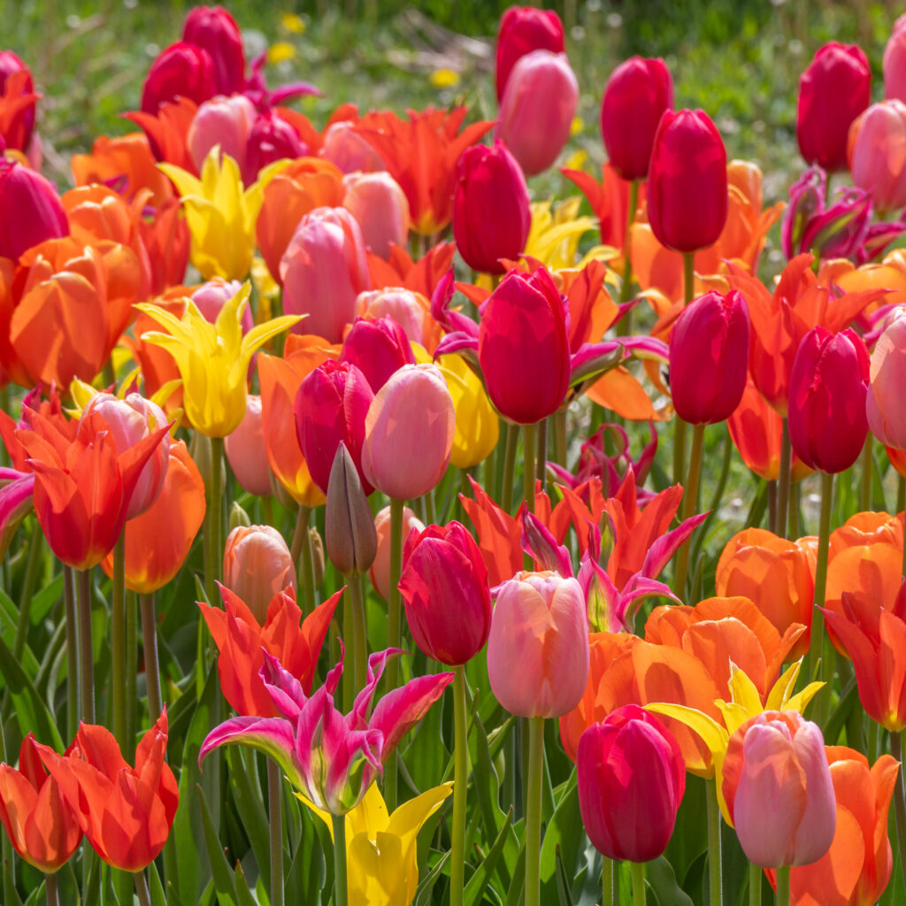 Punchy Tulip Blend cropped in a square