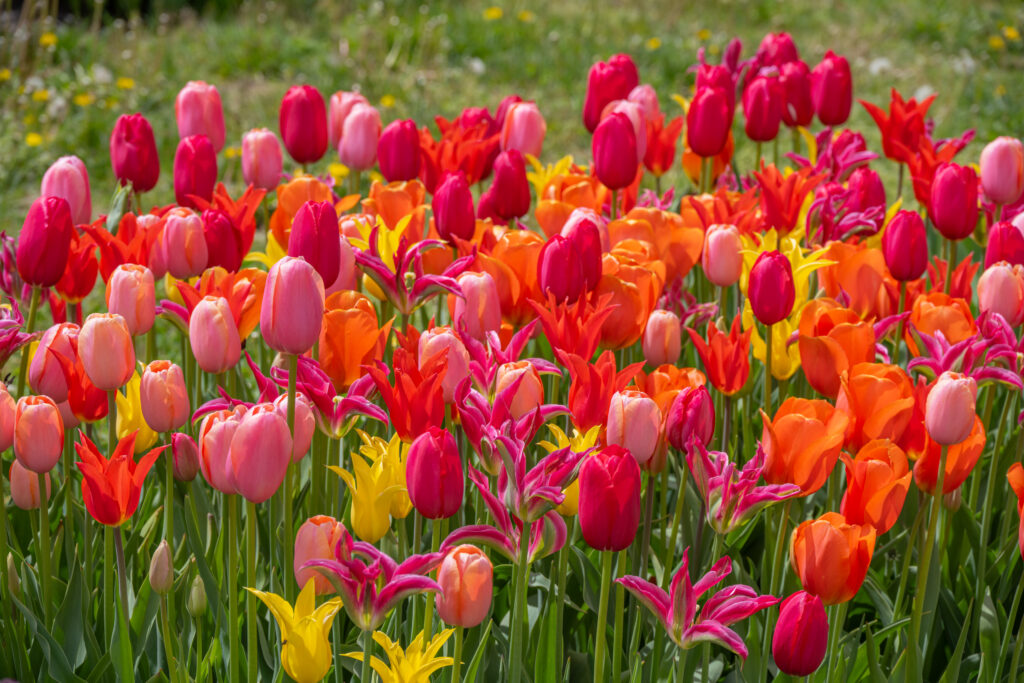 Punchy Tulip Blend planted closely together