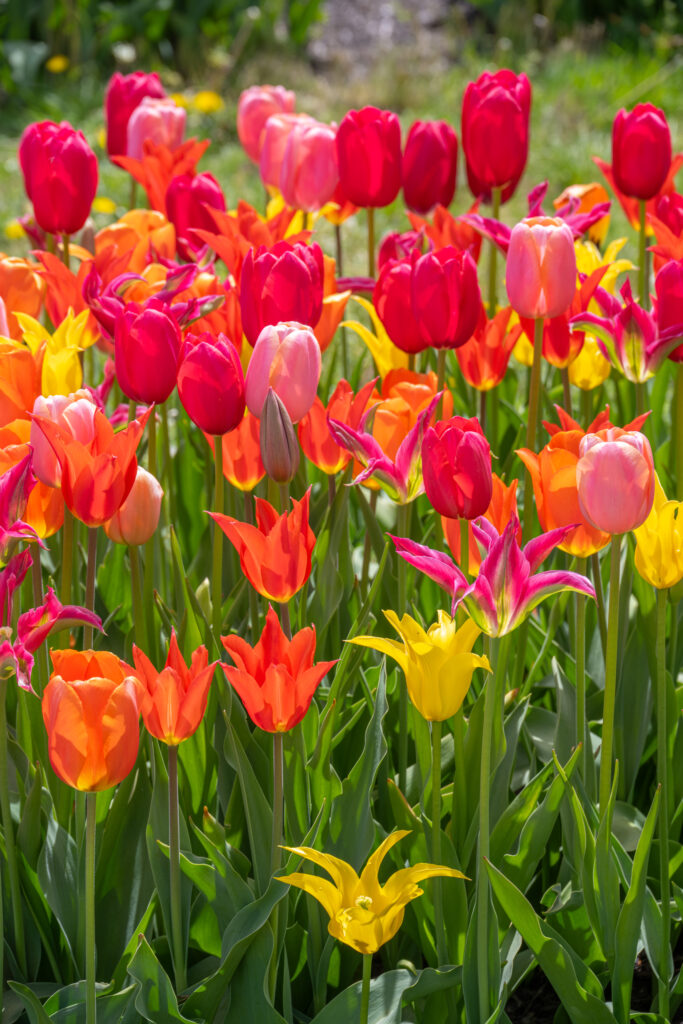 Punchy Tulip Blend in bright sunlight