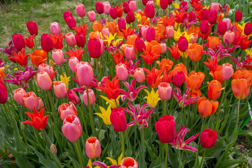 Punchy Tulip Blend planted en masse