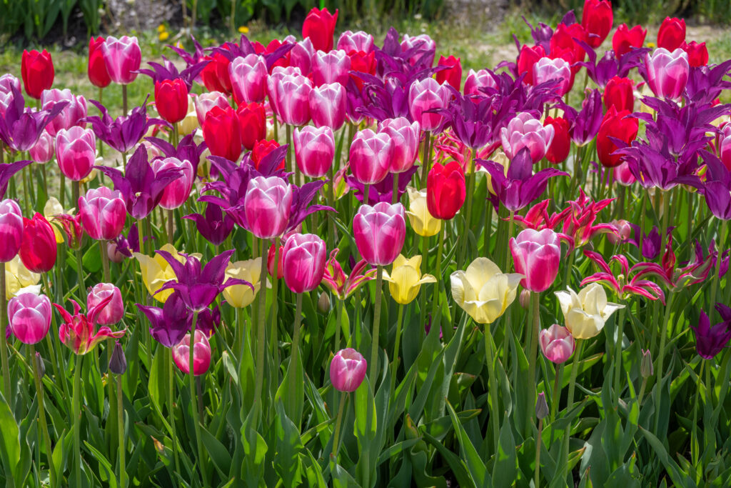 Quiet Riot Tulip Blend planted en masse