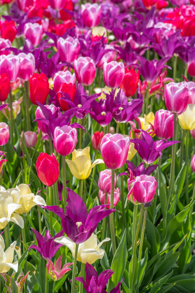 Quiet Riot Tulip Blend in bright sunlight