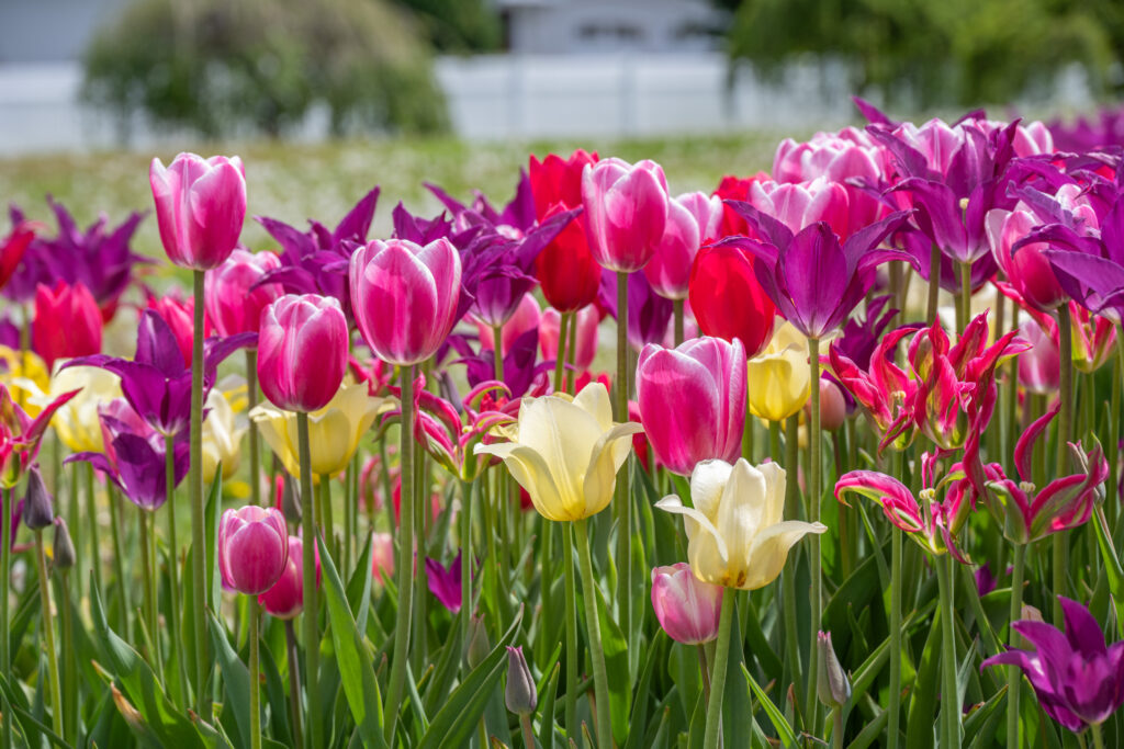 Quiet Riot Tulip Blend with white fence in the distant background