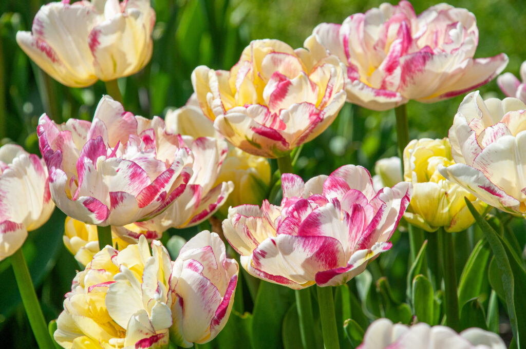 Double Shake Tulips