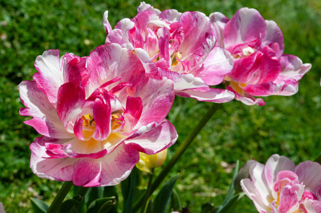 Double Shake Tulips from above