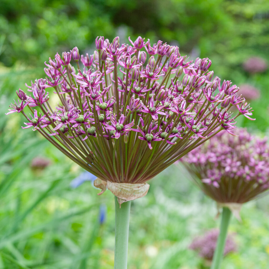 Allium Magic in a square crop