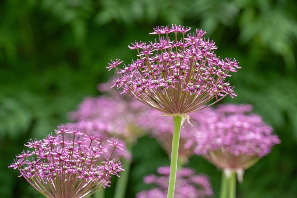 Allium Magic against a lush green background