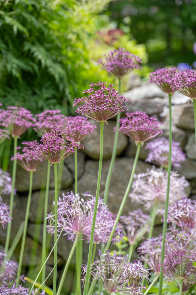 Allium Magic with a rock wall in the background