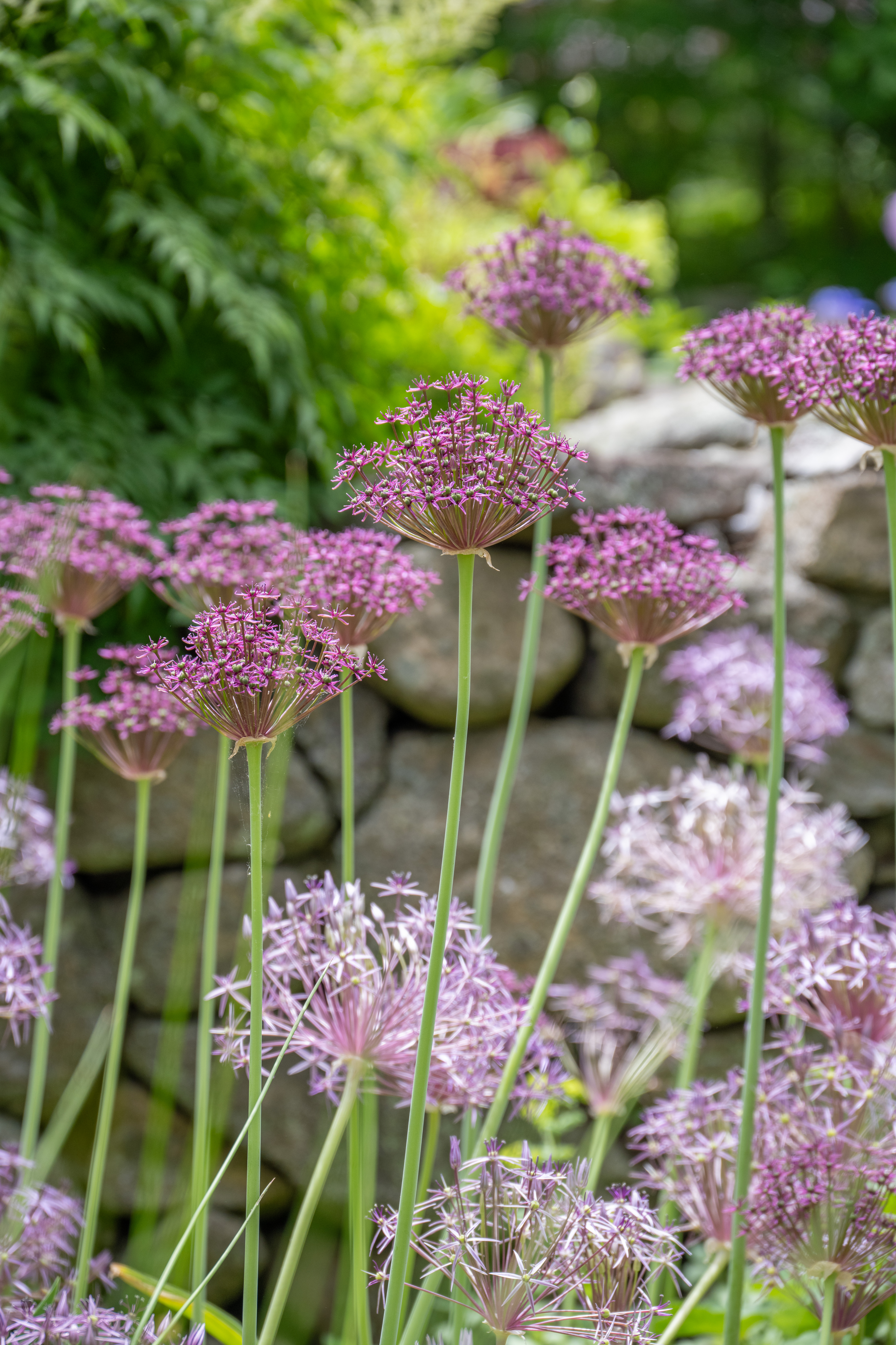 Allium Magic | Always Wholesale Pricing | Colorblends®