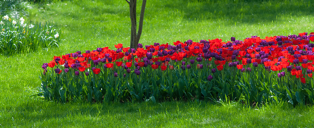 The Crusaders® Tulip Blend