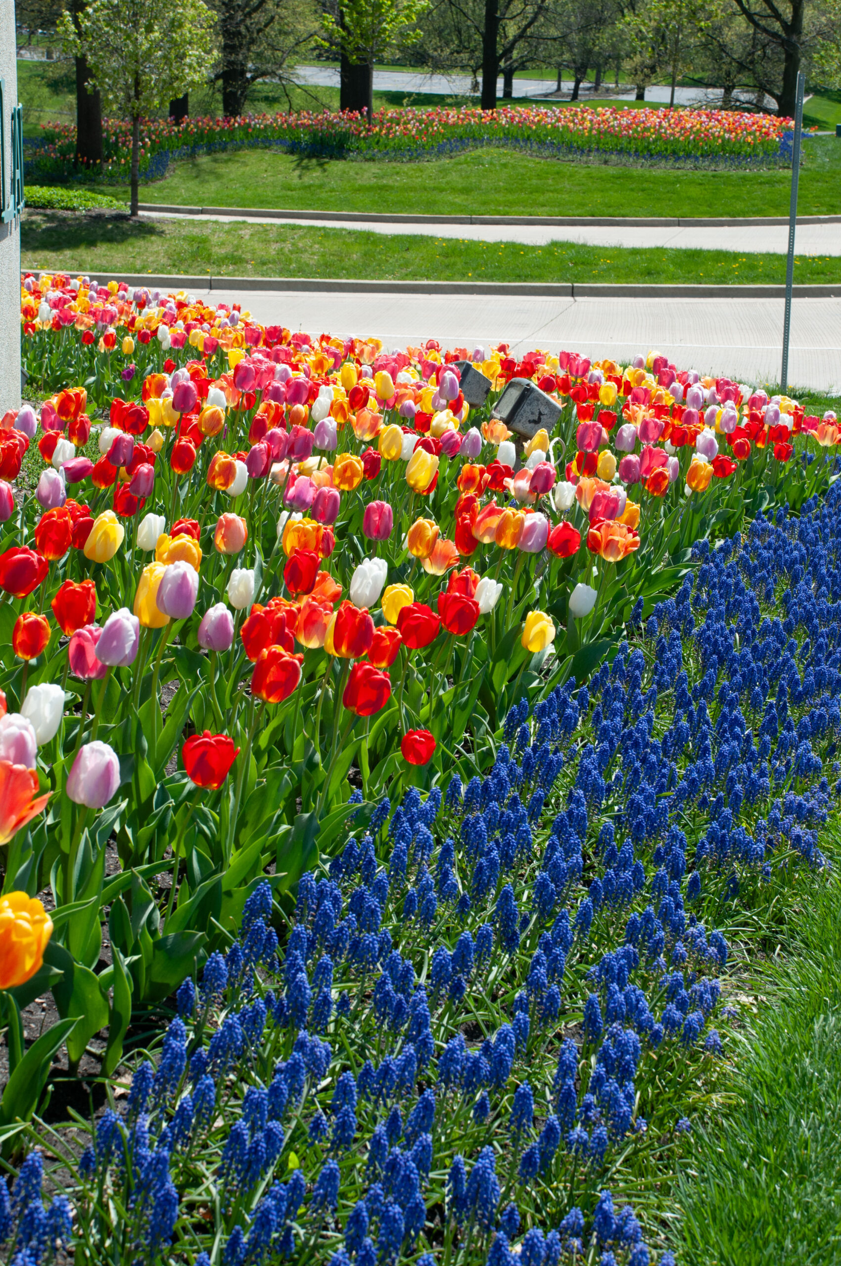 Big Ups with Grape Hyacinths