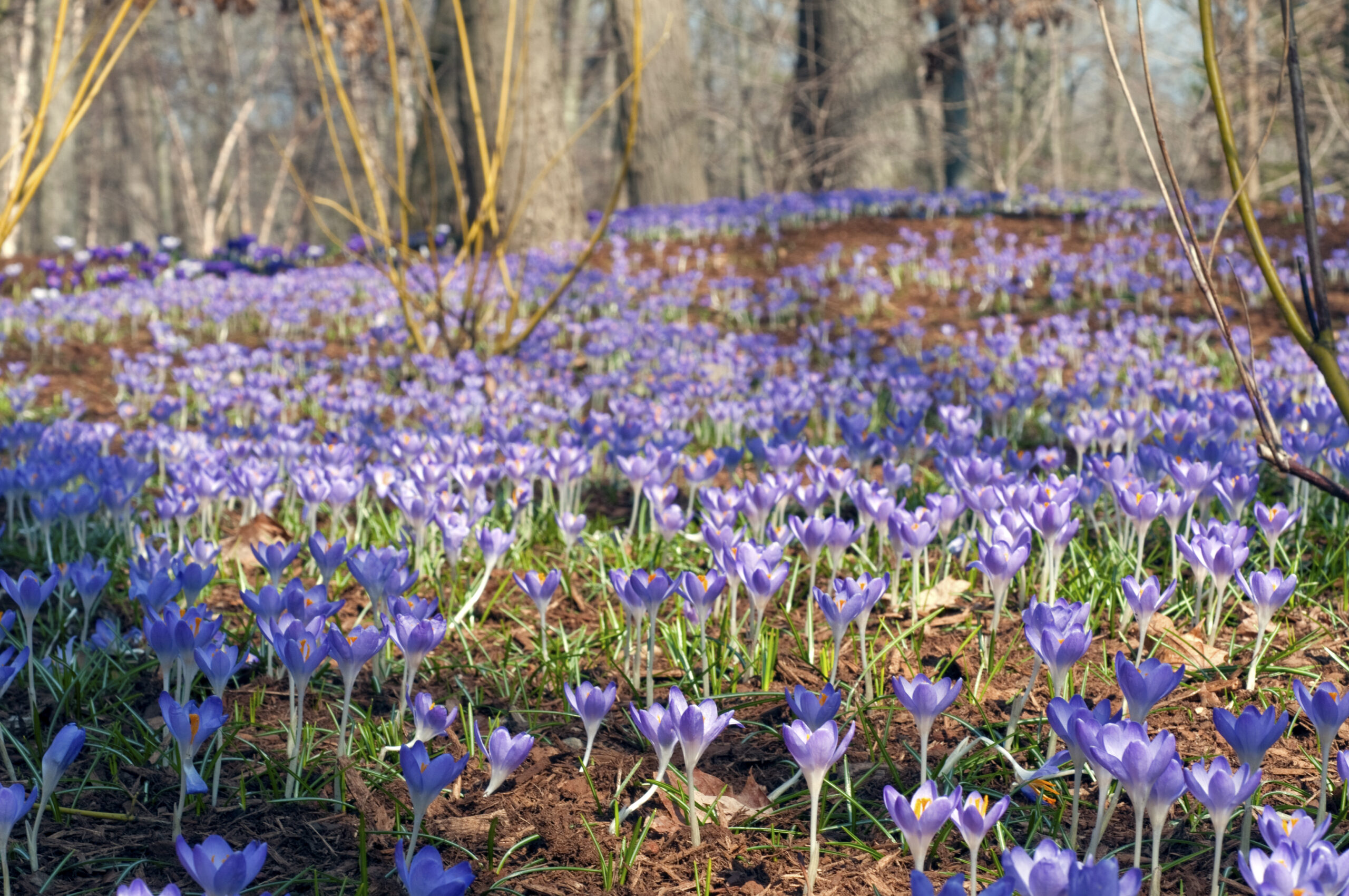 Tommies ground cover