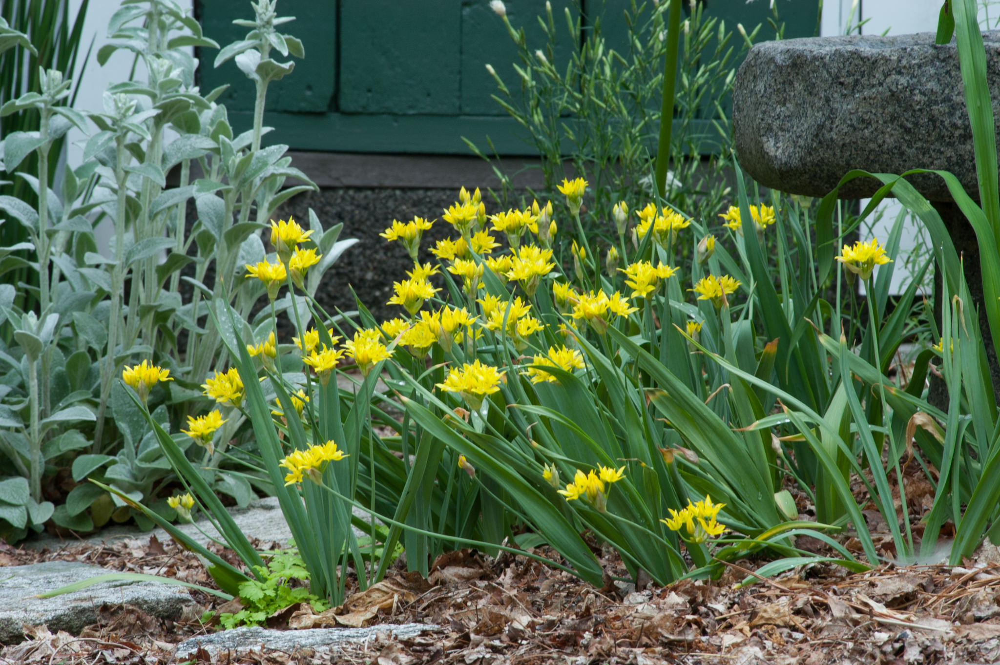 Allium Moly