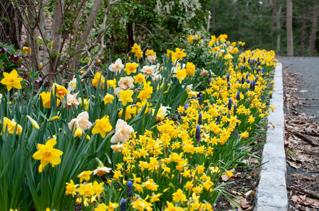 A variety of daffodils planted with purple and blue muscari