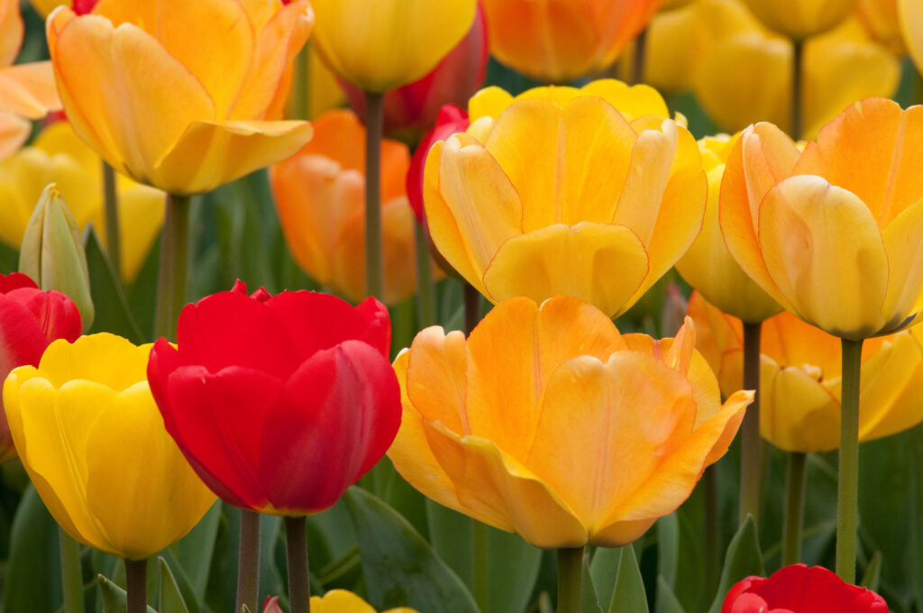 close up of yellow and red tulips