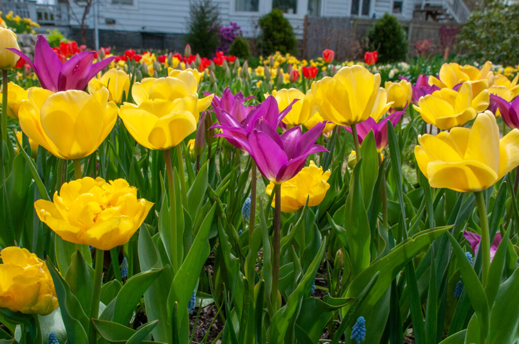 purple lily shaped tulips, yellow tulips, and double yellow tulips planted in front of a house