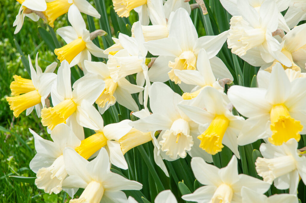 white daffodils with yellow cups in early bloom