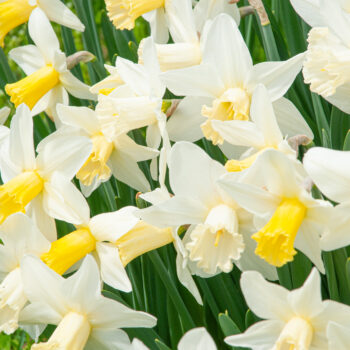 white daffodils with a yellow cup