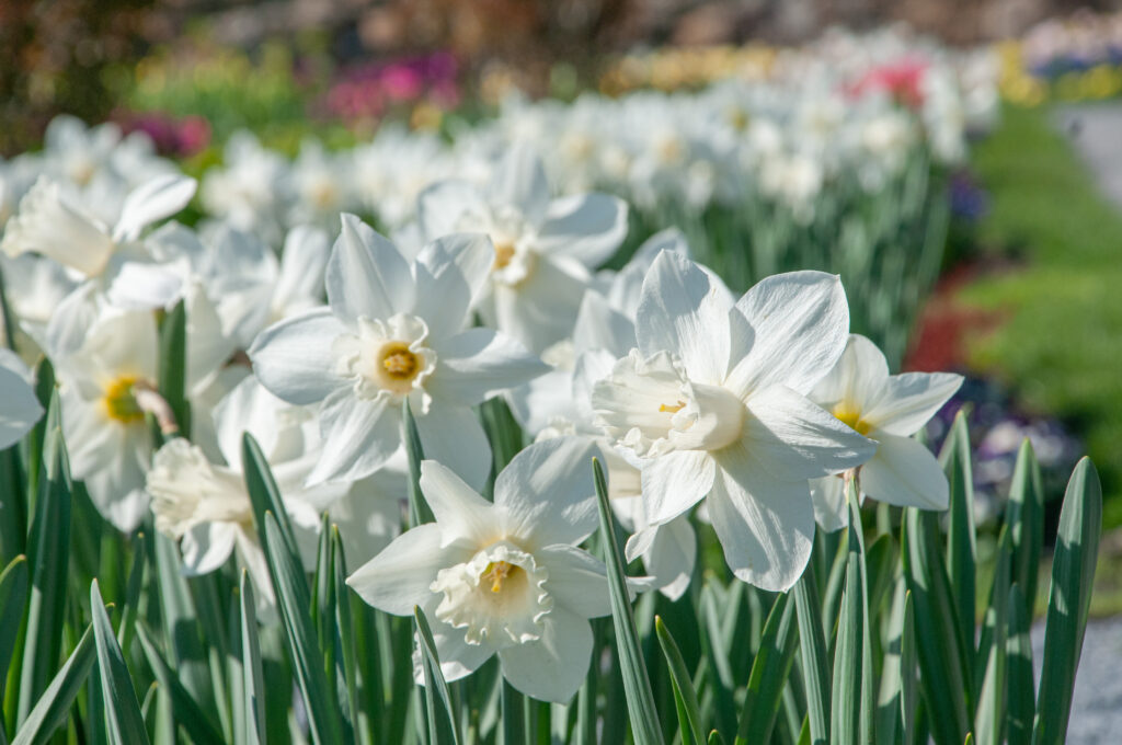 white daffodils planted in a line next to grass