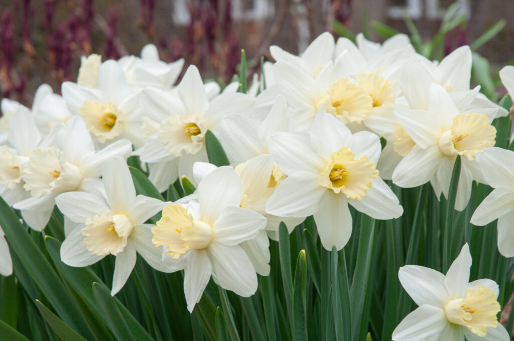 cream colored daffodils