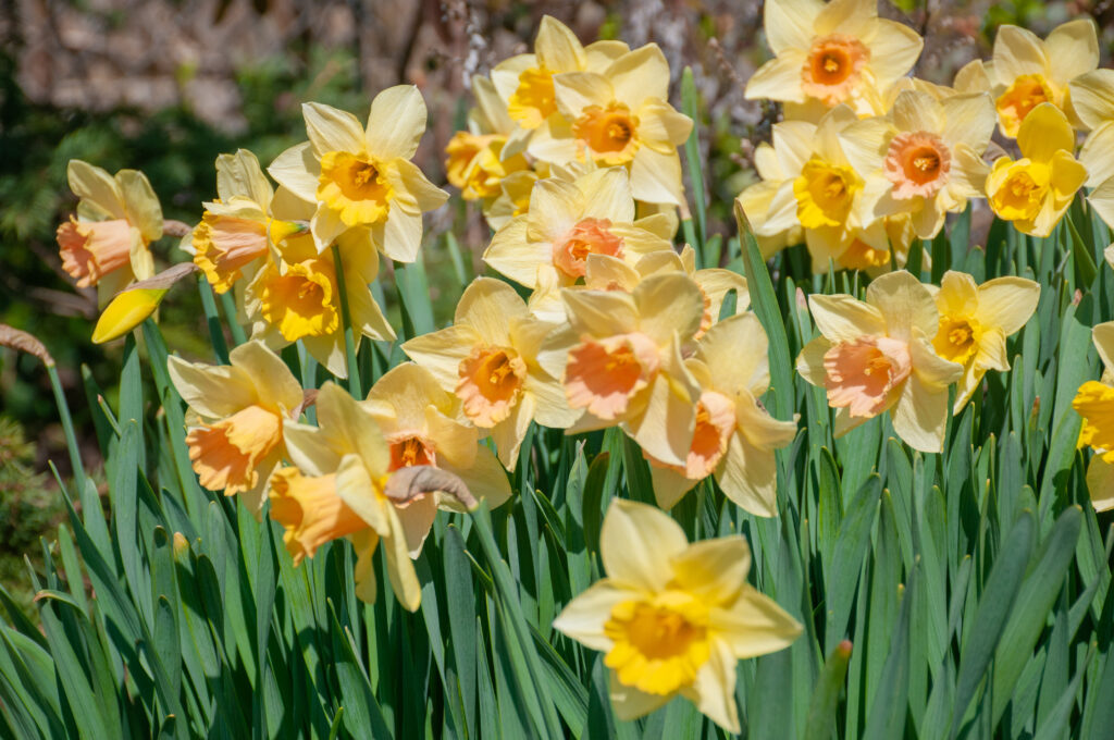 yellow daffodils, some with a pink cup