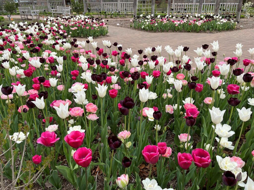 thumbnail_Your-Imminence-300x225-1 Boutonniere tulip blend from Colorblends