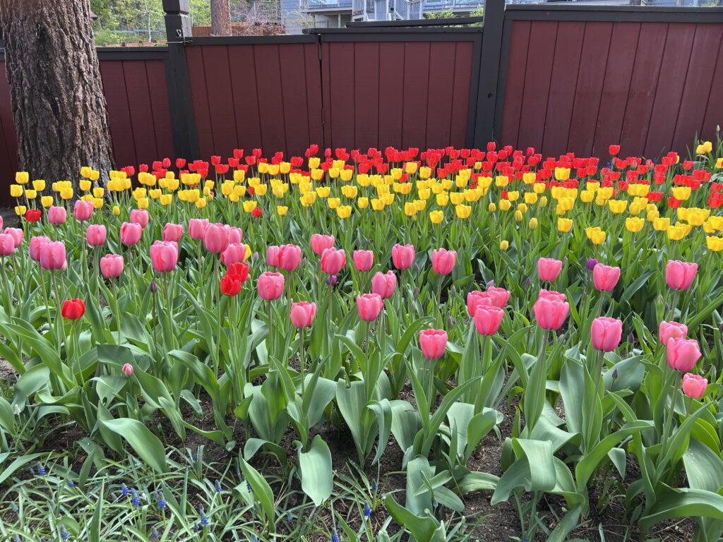 Liz-Testimonial-for-web red, yellow, and pink tulips