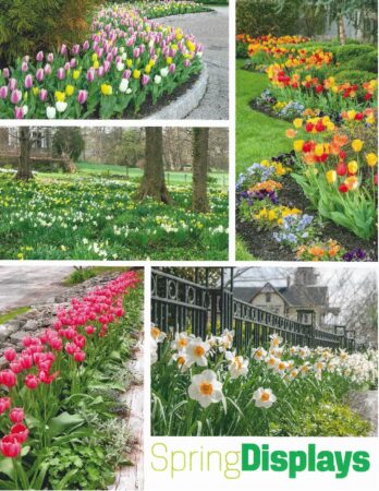 SpringDisplaysCover