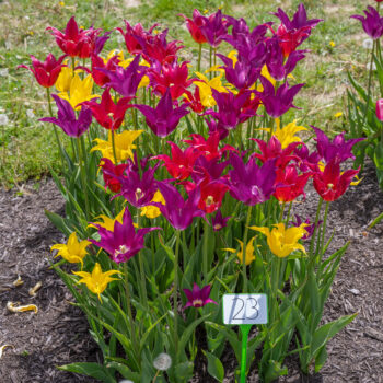 Freestyle Tulip Blend