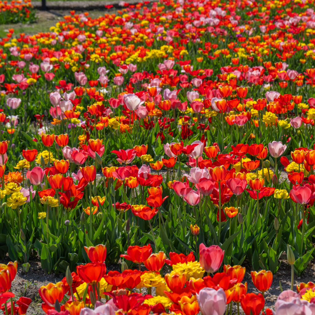 Grow and Show Tulips Size 11-12 from Colorblends