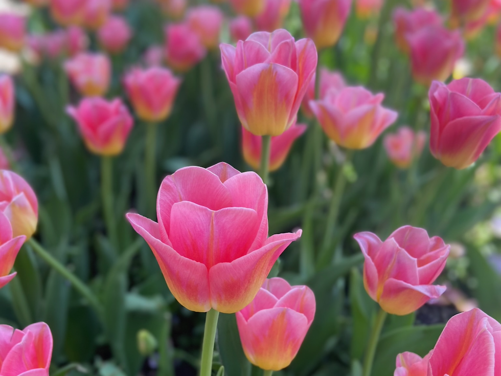 Tom Pouce Tulips from Colorblends