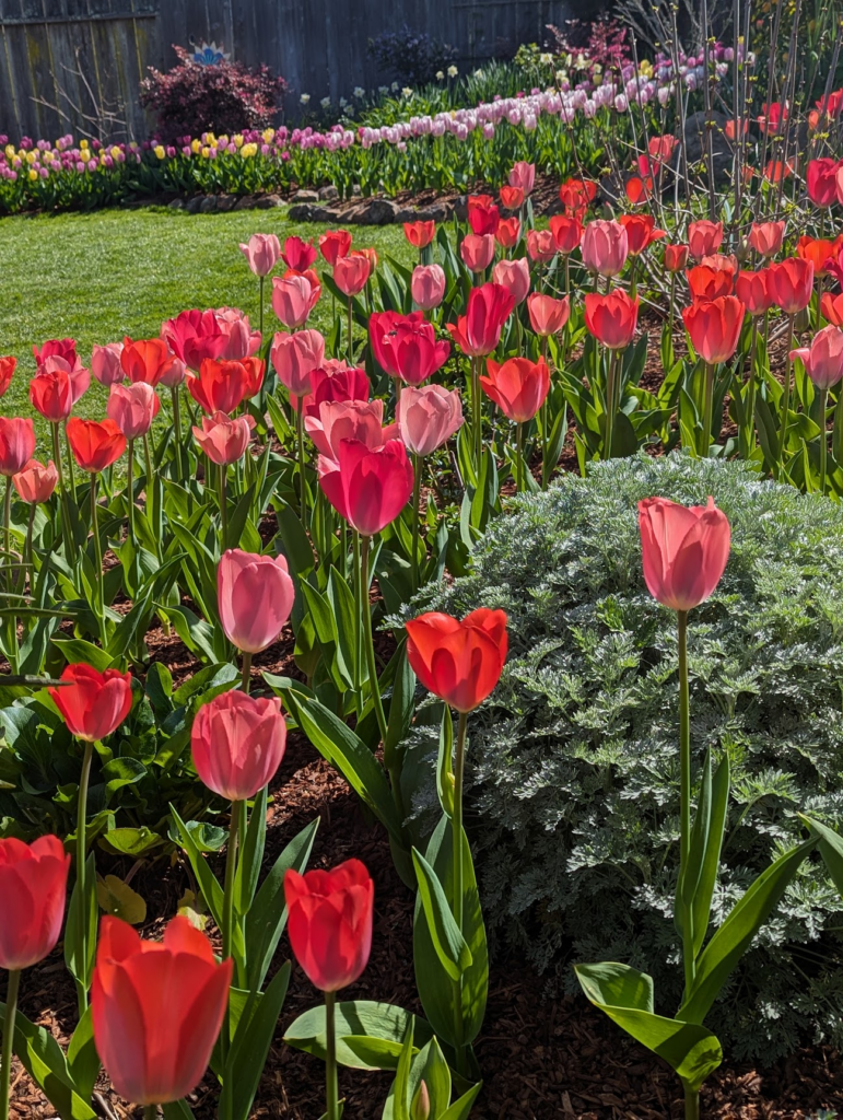 Shocks and Struts Tulip Blend