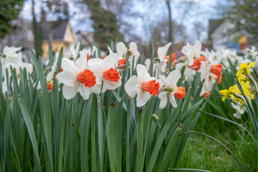 Magic Charm daffodils in the landscape