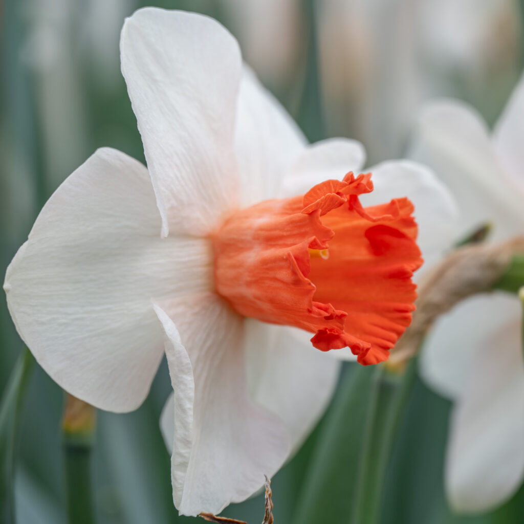 Magic Charm Daffodils from Colorblends in a close-up