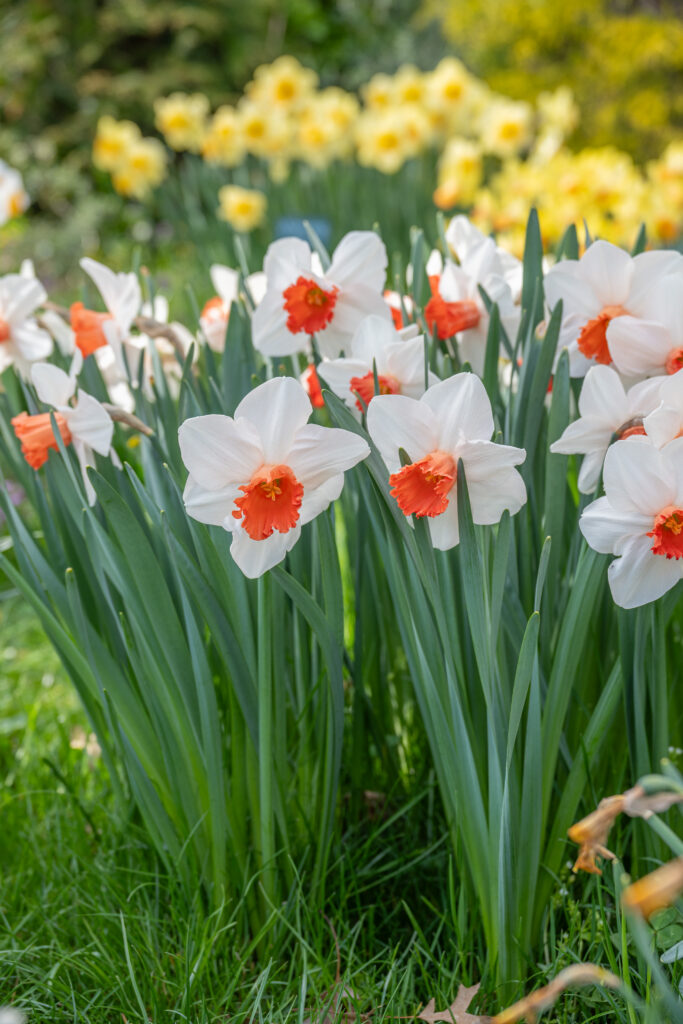 Magic Charm daffodils planted in grass with other daffodils in the background