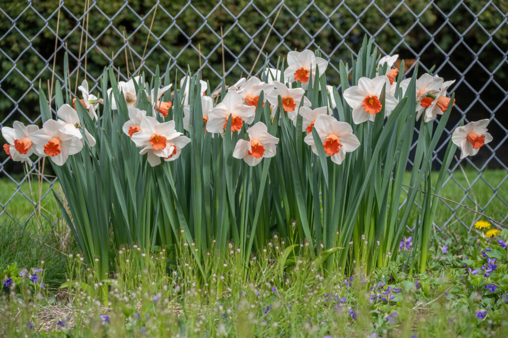 Magic Charm daffodils planted in front of a chain link fence