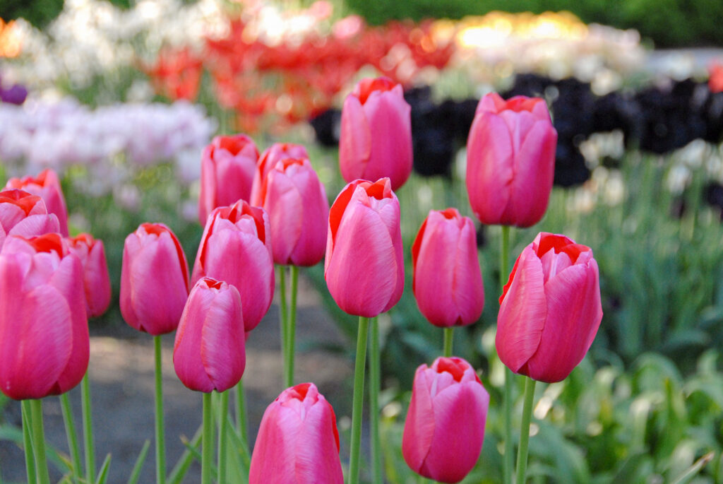 Renown tulips with pastel purple, orange, and black flowers in the background
