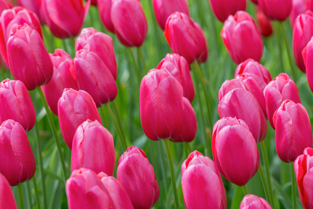 Renown tulips with green foliage in the background