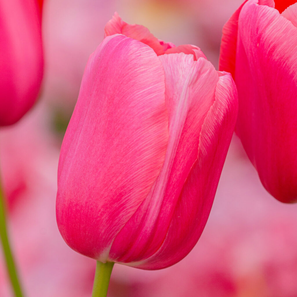 Renown tulips in a close-up square image